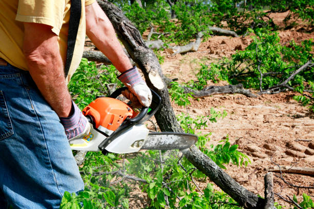 Reliable Priest River, ID Tree Service Solutions